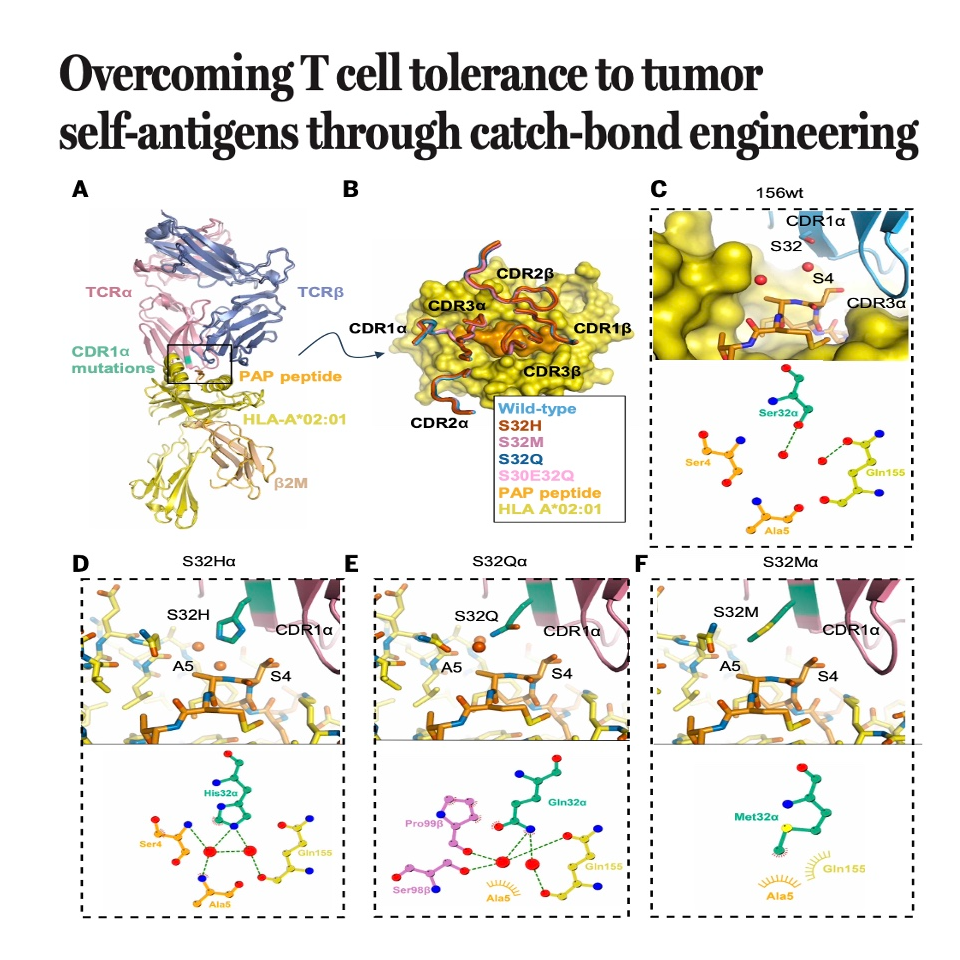 852-Overcoming T Cell Tolerance episode artwork
