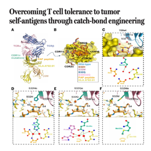 852-Overcoming T Cell Tolerance