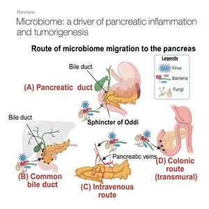 1042-Microbiome in Pancreatic Inflammation and Tumorigenesis