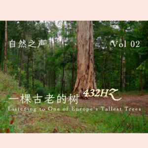 一棵古老的树会怎样“说话”？｜432hz音乐 提升感知力 减少焦虑