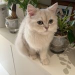 小白菜汆丸子