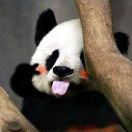昔媛