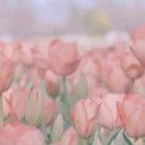 Eleven_玖紫