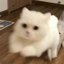 艾沙