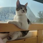 七七是我的宝贝喵