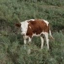 青青园中葵_ybZL