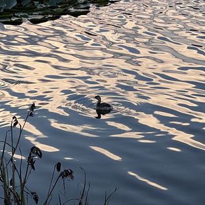 podcaster-avatar