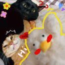 叽里咕噜滚下来