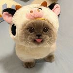 Erduoo