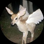 伊伊30