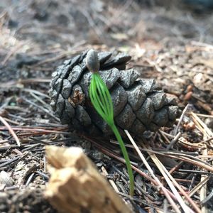 #9 Amber: 自然保育NGOer们的美好愿景是NGO早点消失