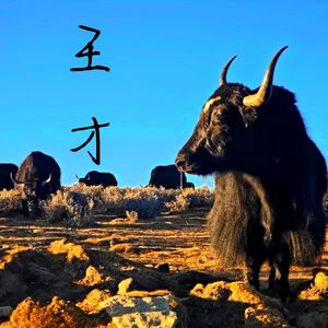 Vol.62王才的田野：读《我的皮村兄妹》丨11.张行、曹草与无心