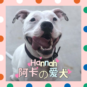 ep82-养宠物的人麻烦告诉我，拿什么来回应它们无条件的爱