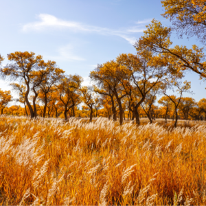 漫听喀什|大漠孤烟常有,光影胡杨不常有,去富地泽普走走