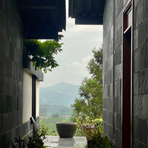 以气御茶的隐世高手-临沧茶山行