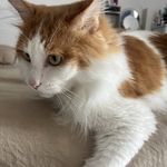 巴人叭叭叭