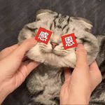 在麦当劳泡澡时捕鱼