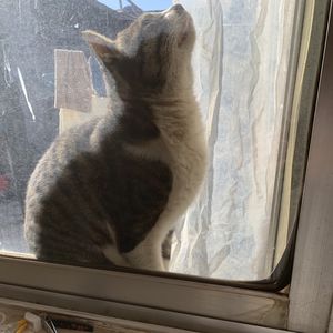 梦洛初