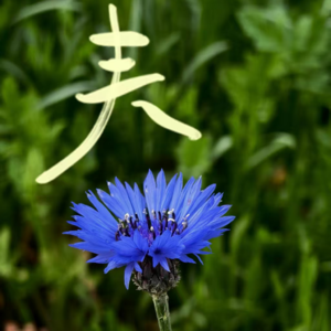 052-🎬心灵在感悟的缝隙里抽芽🌱