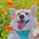 一休郭