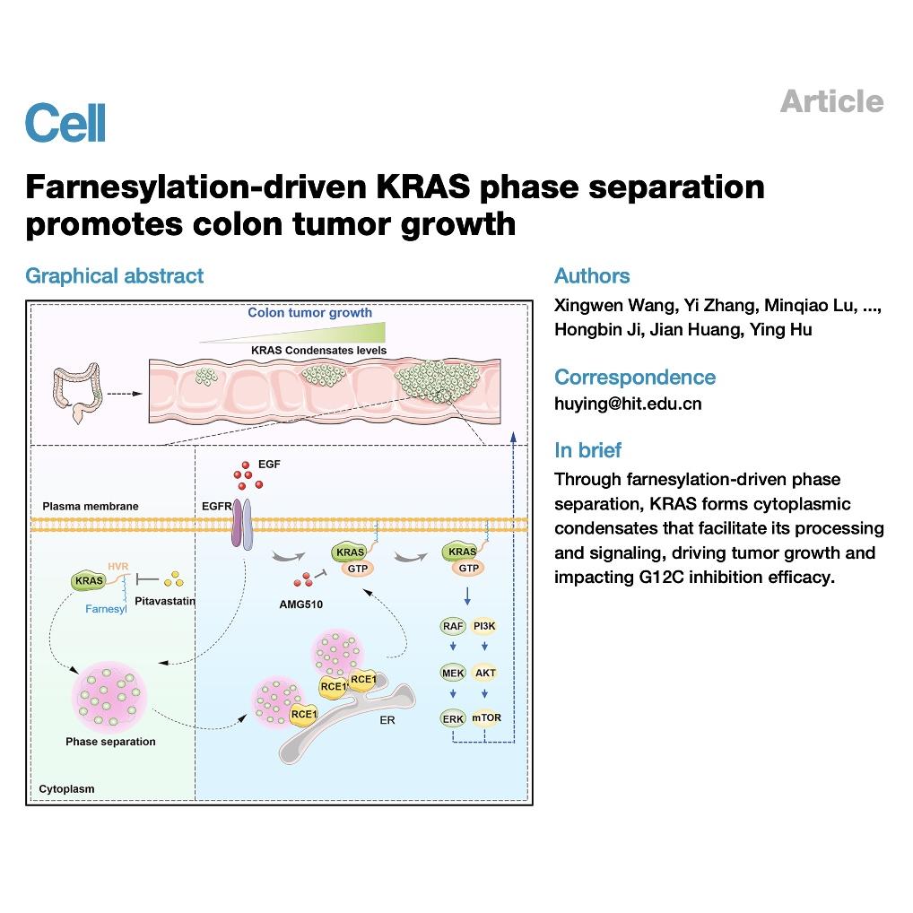 1179-KRAS Phase Separation in Colon Cancer episode artwork