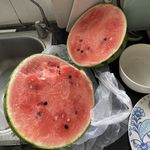 昆仑山上有兰花