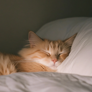 【冥想引导】失眠&抑郁克星——零极限清理法