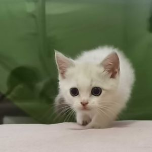 13菌_十三使徒真君