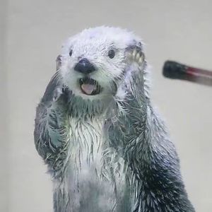 詹詹尼斯