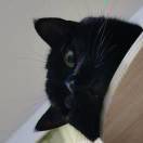 叫药药的雯子酱