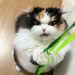 lululalula