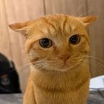 米饭依旧一小碗gabby