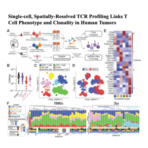162-T Cell Phenotype and Clonality in Human Tumors