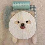 花枝几折