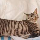 星野明请多指教