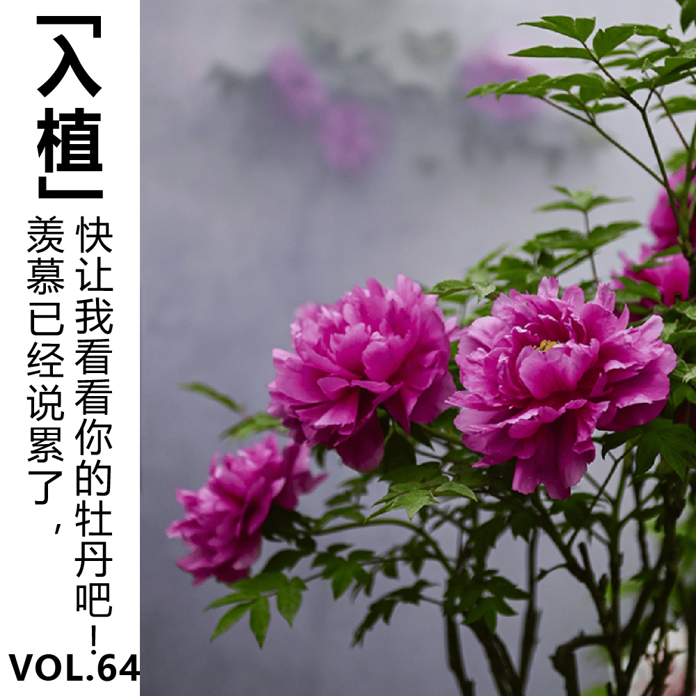 cover of episode Vol.64 【入植】羡慕已经说累了，快让我看看你的牡丹吧！