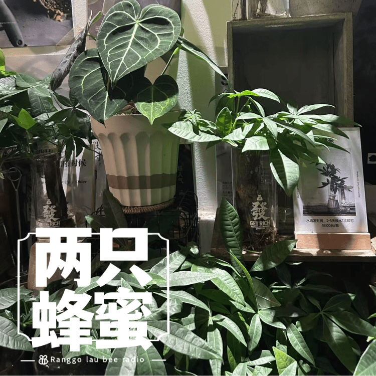 Vol.55 要想日子过得去，生活最好带点绿！——网红绿植避雷&推荐 episode artwork