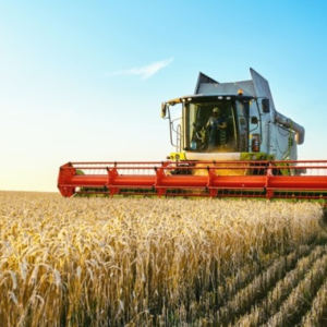 今年干旱对小麦价格有何影响?