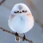 邪恶狸花