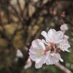 吴拾衣