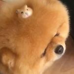 珠希豆