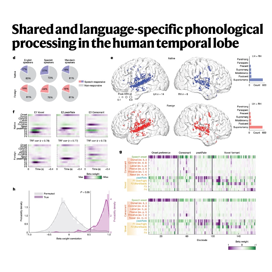 308-Neural Coding of Universal Phonetics and Word Structure 308-Neural Coding of Universal Phonetics and Word Structure