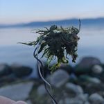笑凌风7
