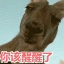 歪币