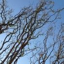 春来发几枝_5sgv