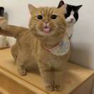 阿浩想养一只猫