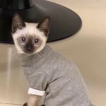 悬是一只戏精鱼