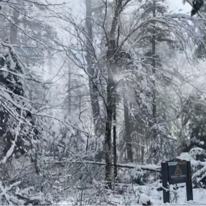 小鱼的晚安故事