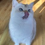 长耳兔兔兔兔兔兔兔兔兔