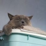 木子要吃木姜子